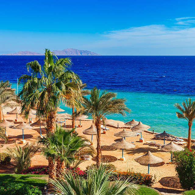 Egypt-sham-el-sheikh-red-see-beach-palmtree.jpg